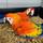 IPh Aviaries
