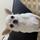 Chipup