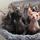 Sphynx Kittens