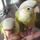 AM Birds