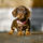 Luxury pups