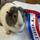 Copperbeech Cavies