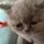 Cat lover 66