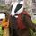badger