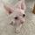 sphynxworldUK