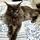 Mainecoonloons