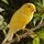 DG AVAIRY BIRDS