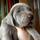 lovin.phantoms weimaraners