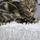 catrescuerehoming