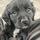 Puppylove