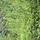 Reynolds_ce