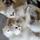 Koolblue cats