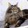 Purrvana cattery
