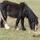 Suffolk Shetlands