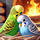 haroon95