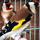 Top Quality Birds