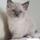 Catlover