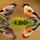 Aviary birds