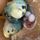 Salisbury Budgies