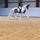 sporthorsesforsale
