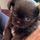 Cherished Chi