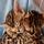 LeoPaws4Bengals Cattery