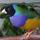 Finch