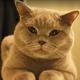 whiskersandpaws
