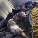 Love puppies