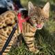 Bengal-cats-london