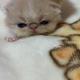 Registered hobby breeder