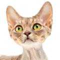 Devon Rex Cats and Kittens in Forest Lane Head | Find Kittens and Cats ...
