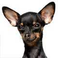 English Toy Terriers