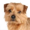 Norfolk Terrier Dogs And Puppies Uk Find Puppies And Dogs At Freeads Uk S 1 Classified Ads