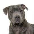  Staffordshire Bull Terriers