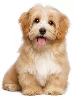 Puppies and Dogs for sale Freeads