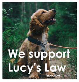 support lucys law