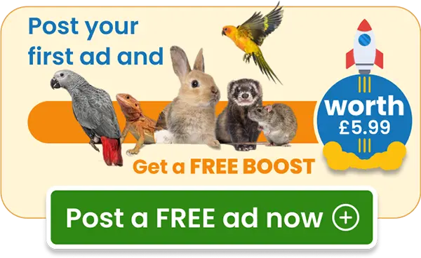 Post a Free Ad now