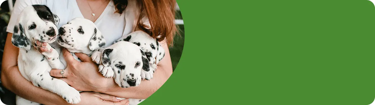 Sell dogs, cats and other pets